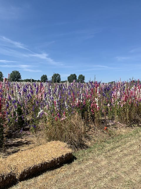 Confetti fields and a hay seat in shot