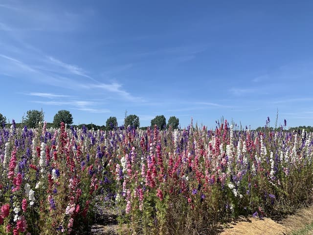 A view of the confetti fields