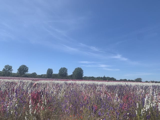 Landscape view of the confetti fields with an array of purple, pink and white