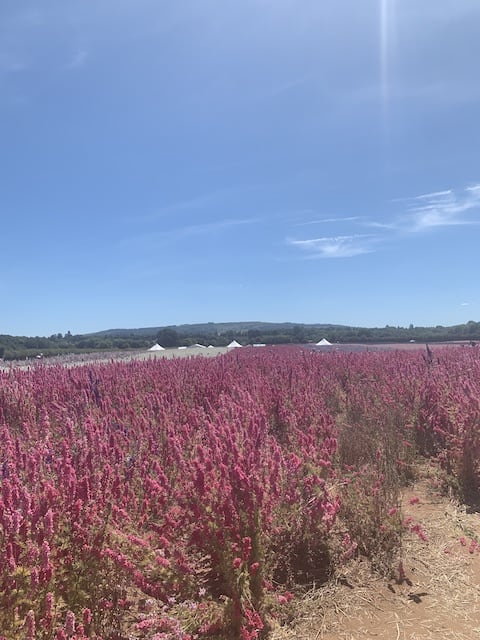 Bright pink confetti fields against a bright blue sky