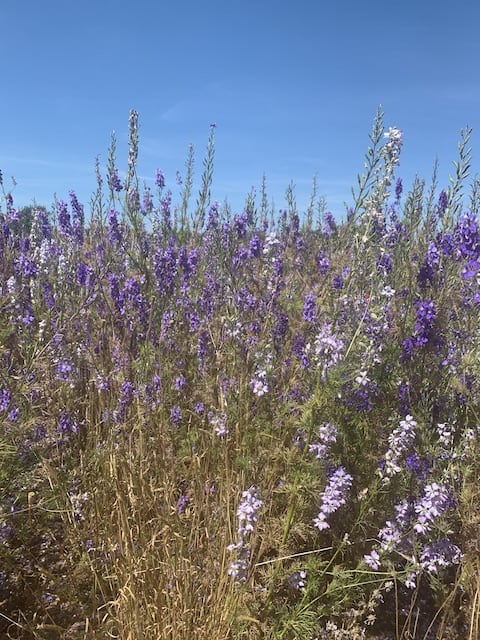 Confetti fields - purple and light purple delphiniums