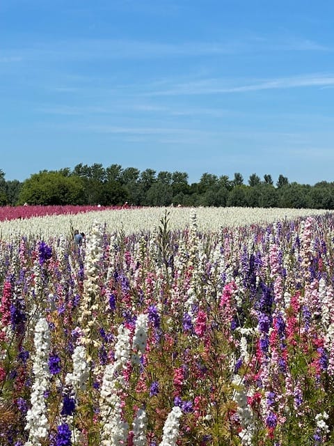 Confetti Fields. Delphinium flowers against a blue sky